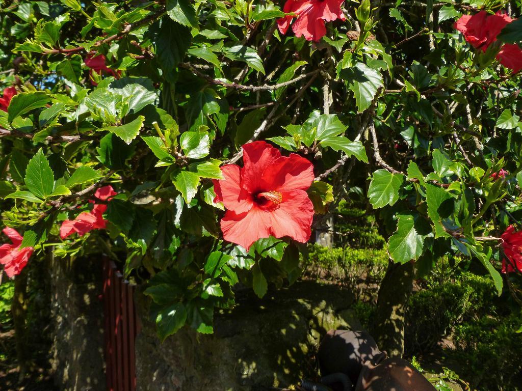 Quinta Do Espirito Santo Guest House Angra do Heroismo Exterior photo